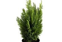 Chamaecyparis lawsoniana 'Ellwood's Empire' - Oregoni hamisciprus