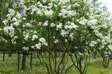 Syringa vulgaris 'Mme. Lemoine' - Kerti Fehér virágú orgona