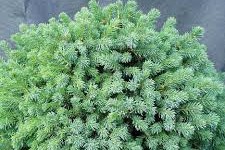 Picea glauca 'Echiniformis' – Törpe gömb cukorsüvegfenyő földlabdás