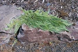 Juniperus horizontalis 'Pancake' – Terülő henyeboróka