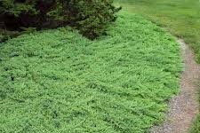 Juniperus procumbens ´Nana´ - Zöld törpe kúszó boróka