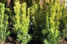 Taxus baccata 'Wintergold' – Aranylombú tiszafa földlabdás