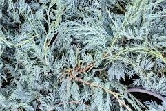 Juniperus horizontalis 'Balaton' – Terülő, henyeboróka