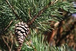 Pinus sylvestris - Erdei fenyő