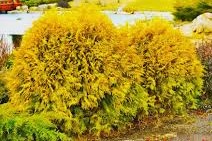 Thuja occidentalis ‘Danica Gold’ / Törpe aranysárga gömbtuja