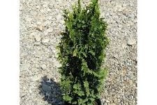 Thuja occidentalis ´Spiralis Mini´ - Törpe spirál tuja