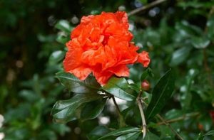 Punica granatum 'Multiplex' - Telt virágú dísz-gránátalma