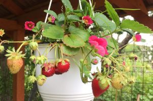 Folyton termő, folyton növő kaspós eper