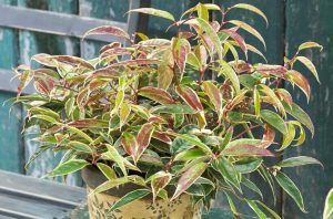 Leucothoe Whitewater - Fürtös hanga