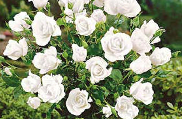 White Symphony magastörzsű Rósza, fehér