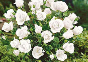 White Symphony magastörzsű Rósza, fehér