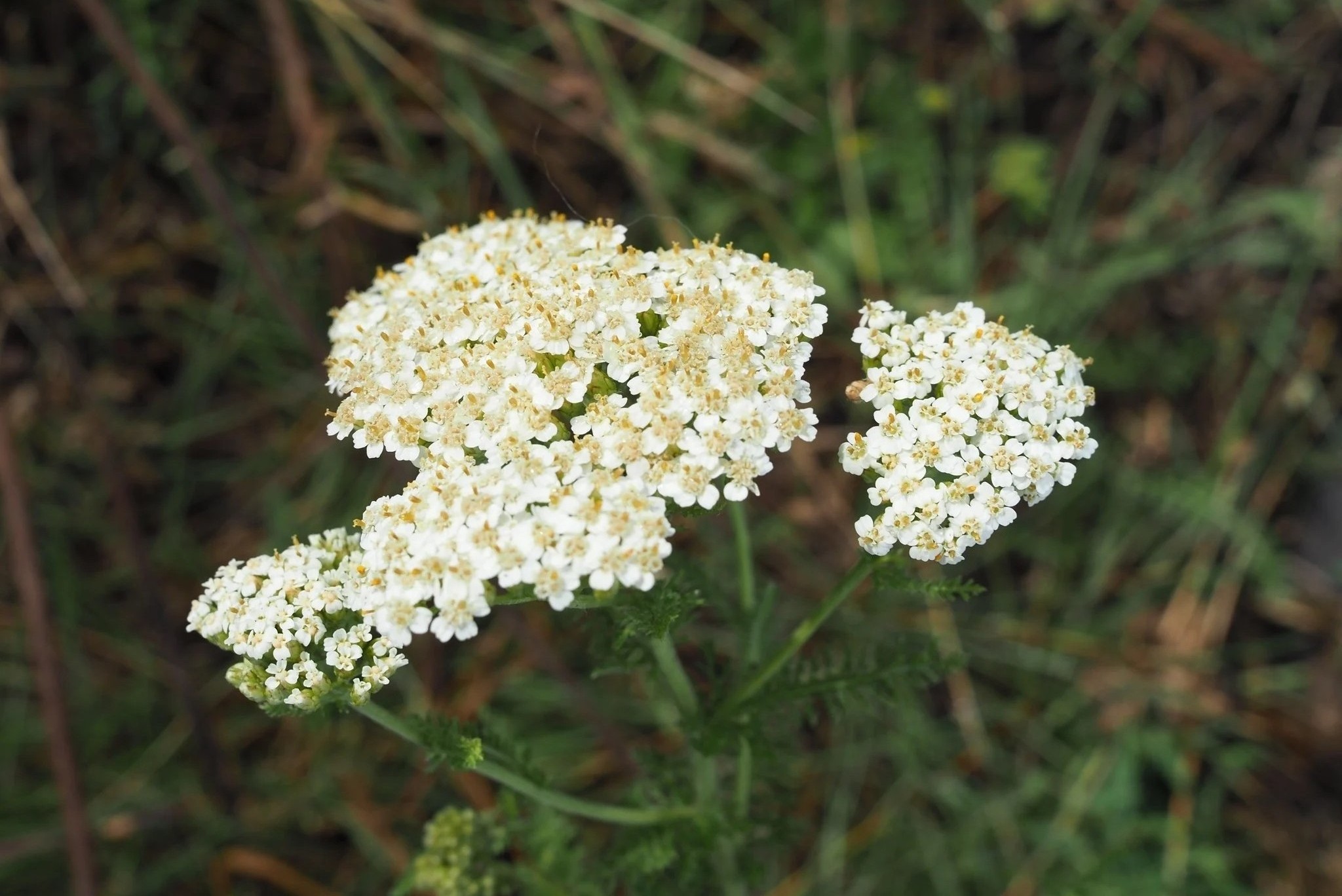 Achillea millefolium ‘White Queen’ - Közönséges cickafark D14