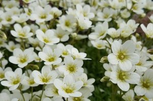 Saxifraga x A rendsii 'Adebar' - mohalevelű kőtörőfű csp 9x9