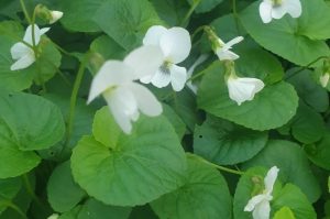 Viola sororia 'Albiflora' – Csíkos ibolya csp 9x9