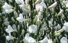 Cytisus Albus Zanót Fehér örökzöld