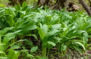 Allium ursinum - Medvehagyma