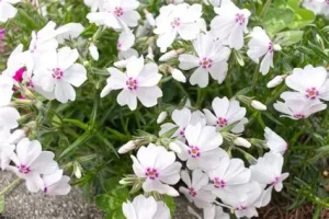 Phlox subulata 'Amazing Grace White with Eye' – Árlevelű lángvirág csp 9x9
