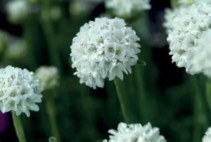 Armeria ‘Armada White’ – tengerparti pázsitszegfű csp 9x9