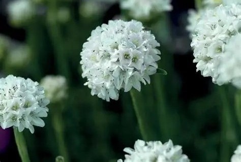 Armeria ‘Armada White’ – tengerparti pázsitszegfű csp 9x9