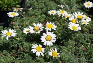 Anacyclus pyrethrum var. depressus - Törpe margitvirág csp 9x9