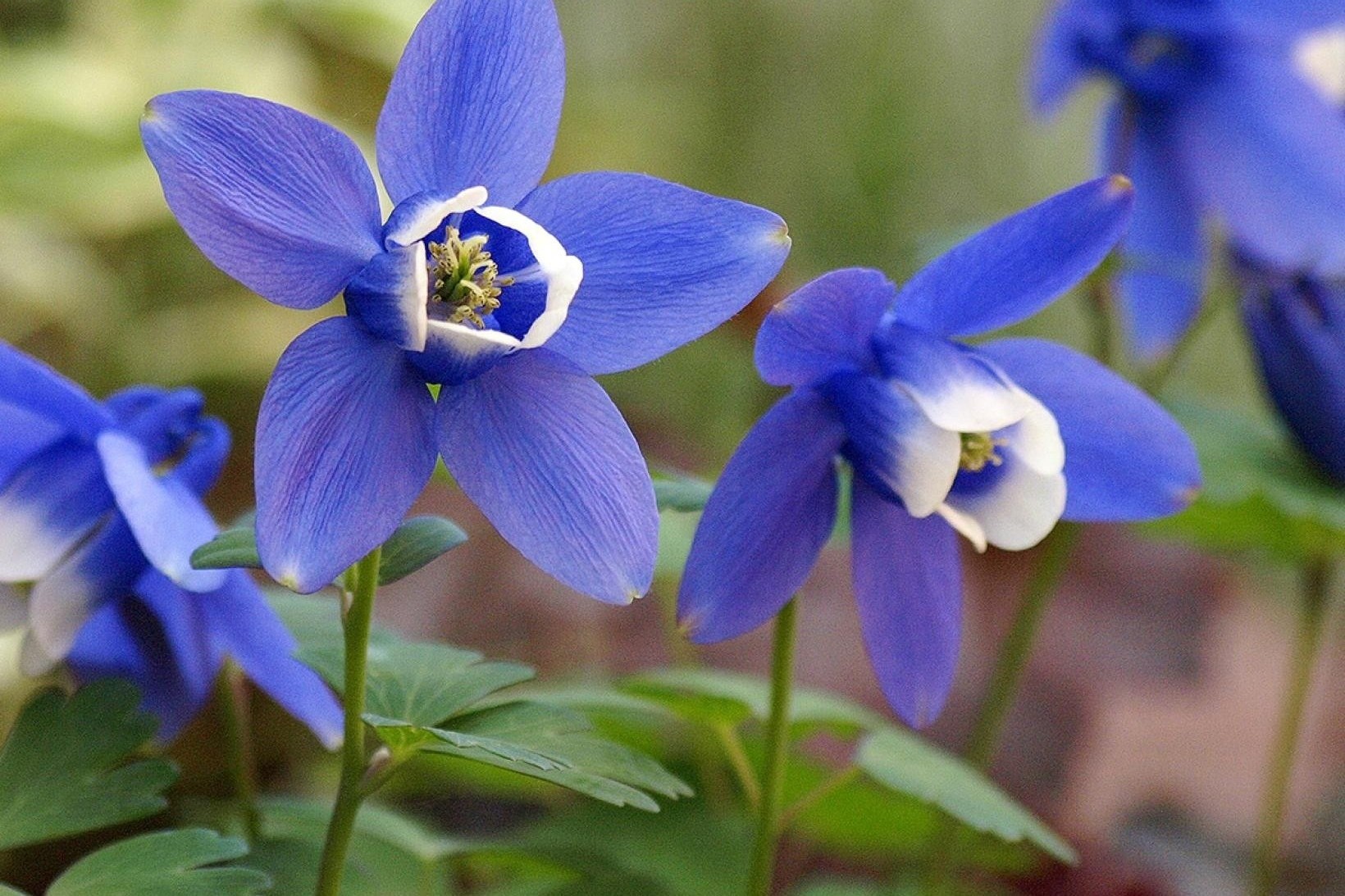 Aquilegia flabellata 'Cameo Blue and White' kék-fehér- Japán harangláb csp 9x9