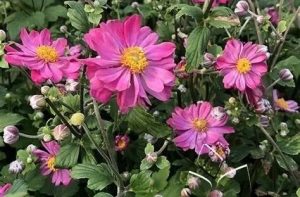 Anemone x hybrida 'Pamina' - Hibrid szellőrózsa D14