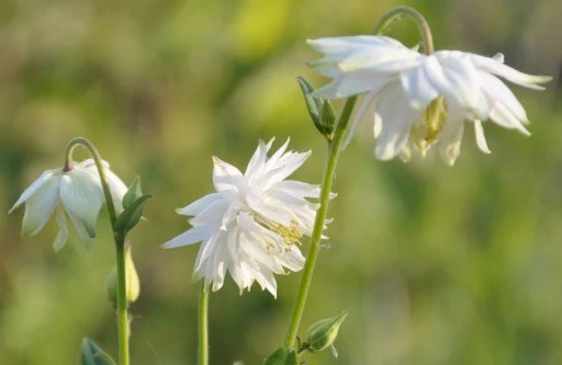 Aquilegia vulgaris 'White Barlow' – Kerti harangláb csp 9x9