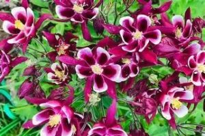 Aquilegia vulgaris 'Winky Red & White' - Kerti harangláb csp 9x9