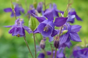 Aquilegia alpina 'Navy Blue' - Havasi harangláb csp 9x9