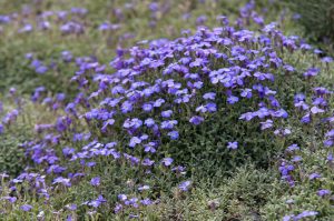 Aubrieta 'Regado Blue White Bicolour' – Pázsitviola csp 9x9