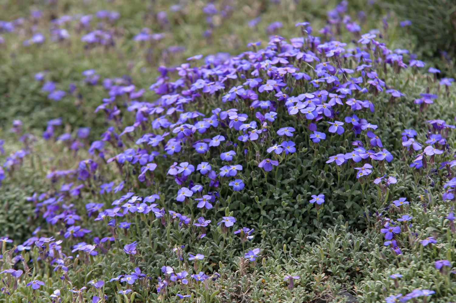 Aubrieta 'Regado Blue White Bicolour' – Pázsitviola csp 9x9