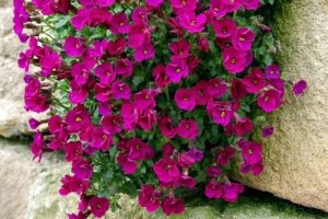 Aubrieta 'Audrey Red' - Pázsitviola csp 9x9