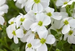 Aubrieta ‘Axcent White’ - Fehér pázsitviola csp 9x9