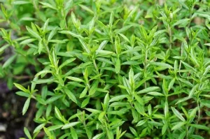 Borsikafű - Satureja hortensis csp D14