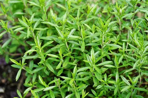 Borsikafű - Satureja hortensis csp D14