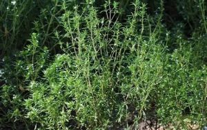 Borsikafű - Satureja hortensis csp D14