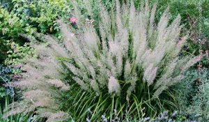 Calamagrostis brachytricha Koreai nádtippan K1,5