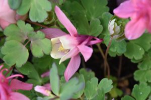 Aquilegia flabellata 'Cameo Red and White' piros rózsaszín fehér- Japán harangláb csp 9x9