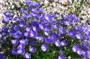 Campanula carpatica - Kárpáti Harangvirág csp 9x9