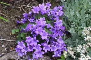 Campanula garganica - Garganói harangvirág csp 9x9