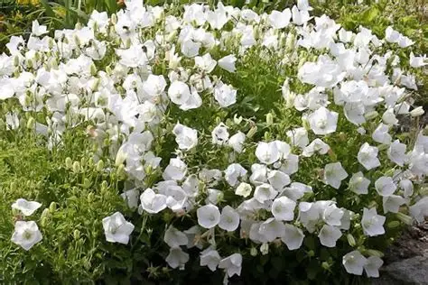 Campanula carpatica 'Alba' - Kárpáti harangvirág csp 9x9