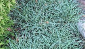 Carex flacca ‘Blue Zinger’ kék sás K1,5