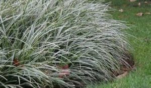 Carex morrowii (foliosissima) ‘Ice Dance’ tarka sás K1,5