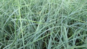 Carex Panicea 'Pamira' Muhar sás 9x9