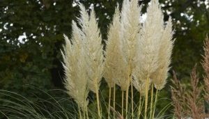 Cortaderia ‘Evita’ Pampafű K3