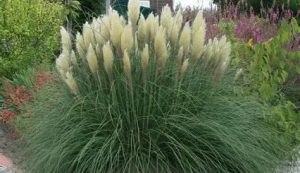 Cortaderia 'Pumila' Ezüstös pampafű- krémfehér D14