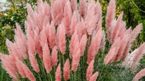 Cortaderia ‘Rosea’ Rózsaszín pampafű D14