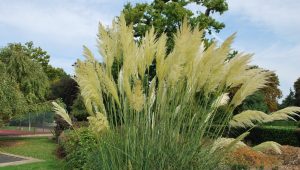 Cortaderia Selloana Pampafű K1,5