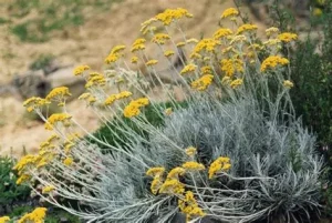 Curry (Olasz szalmagyopár) - Helichrysum italicum csp D14