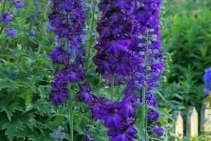 Delphinium 'Delphina Dark Blue Black Bee' – Szarkaláb D14